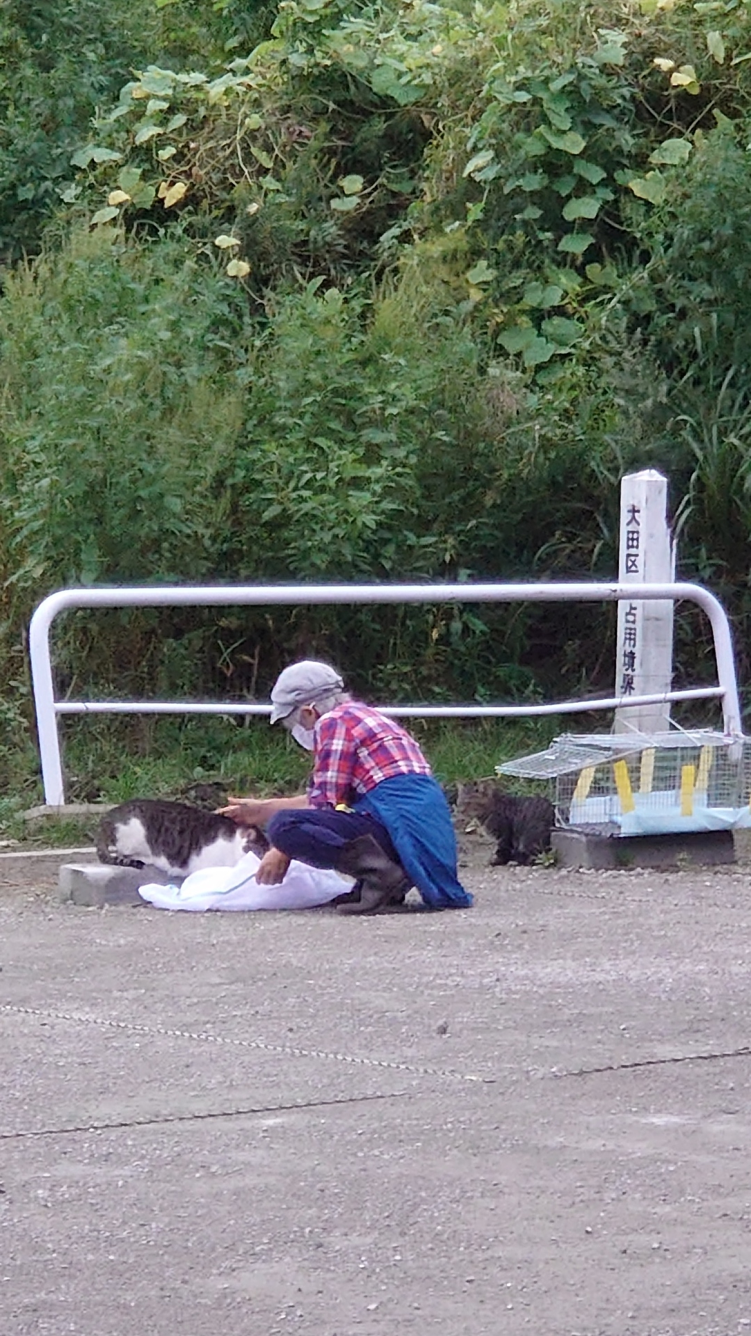 保護猫 成猫保護日記